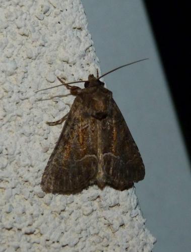 Réf. 190 890 : Thalpophila matura